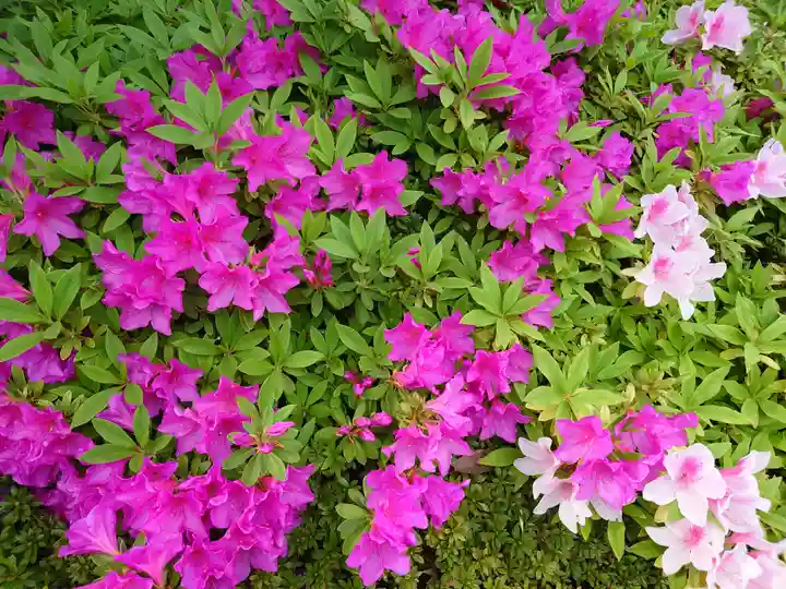 根津神社(東京都)