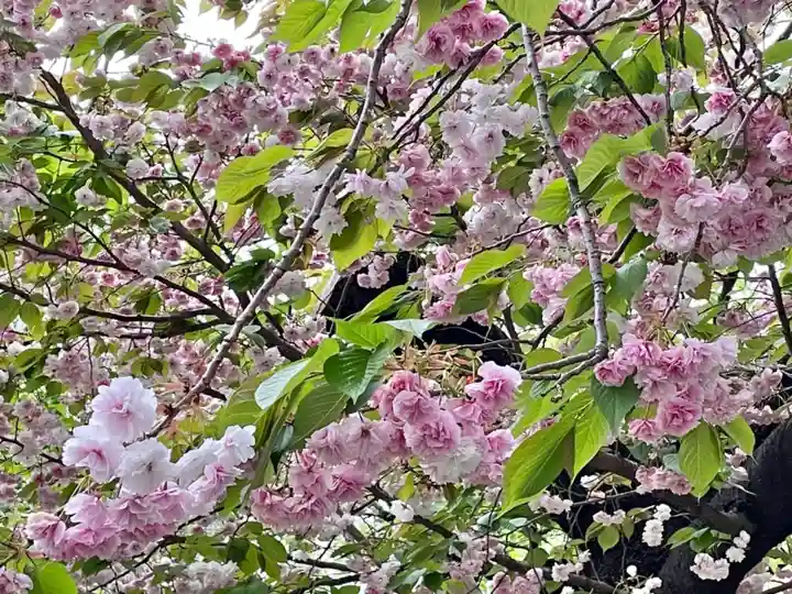 湯島御霊社の自然