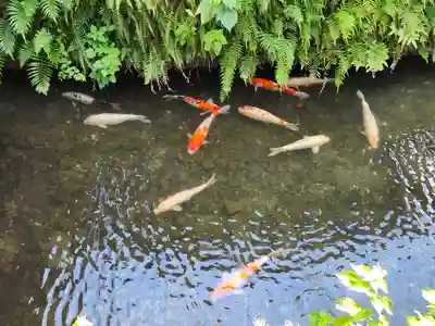 臼杵石仏の動物