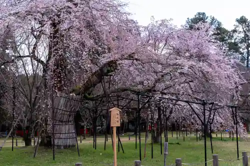 賀茂別雷神社（上賀茂神社）(京都府)