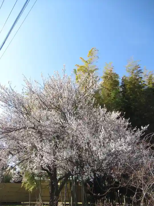 真光寺(千葉県)