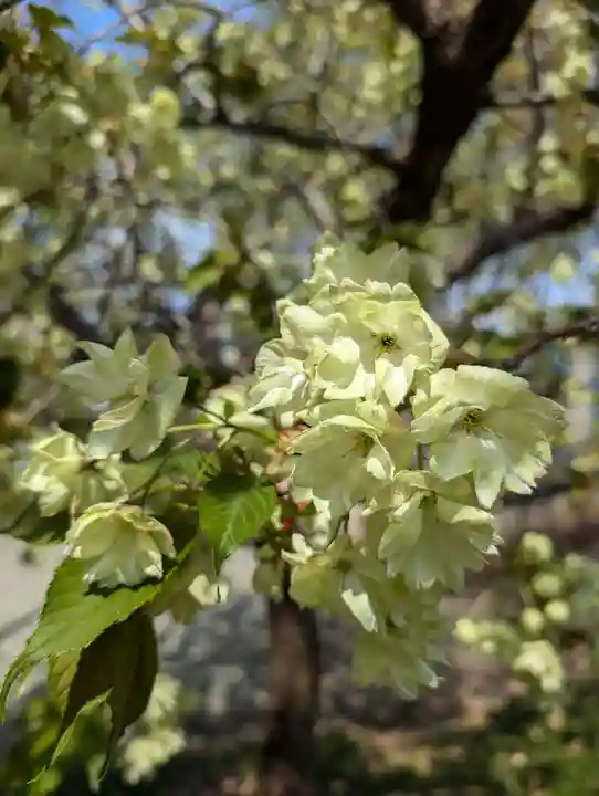 相模原氷川神社(神奈川県)