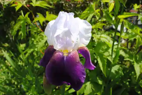 三春大神宮(福島県)