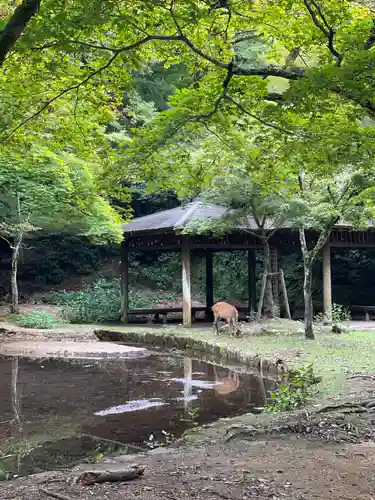 厳島神社の動物