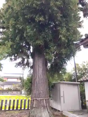 神明神社(福井県)