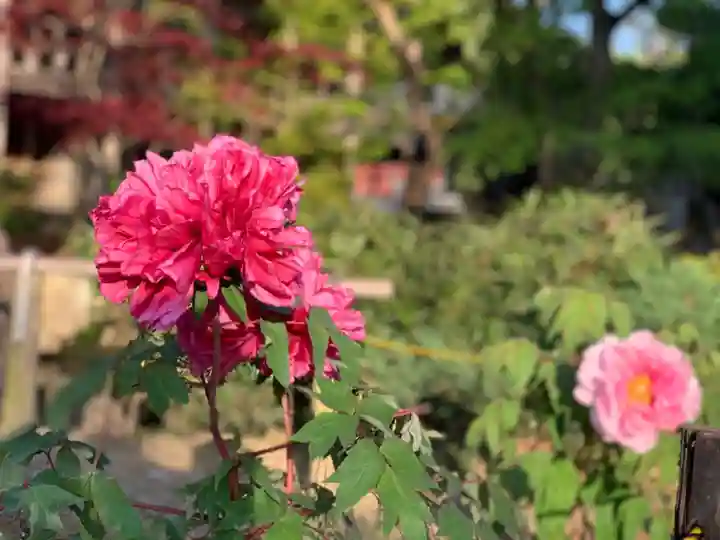 楽法寺(雨引観音)の自然