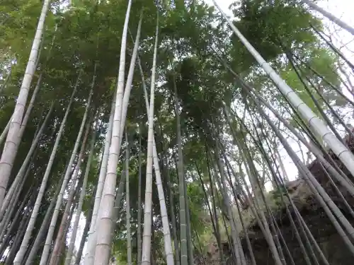 明月院の庭園