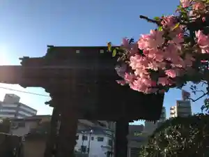 宗隆寺の山門・神門(2020年04月05日(日) 11時01分21秒投稿)