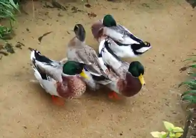 笑山寺(山口県)