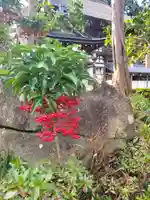 沙沙貴神社の御朱印