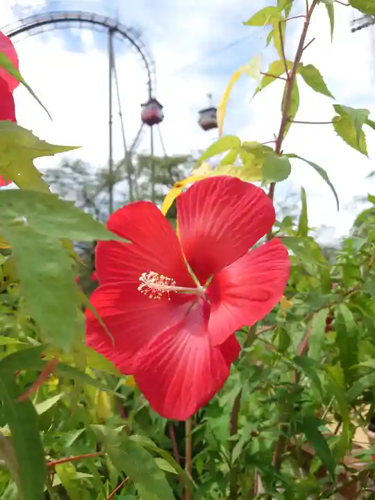 よみうりランド観音(東京都)