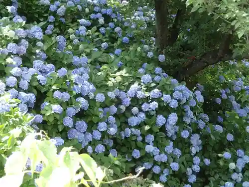 報徳二宮神社の自然