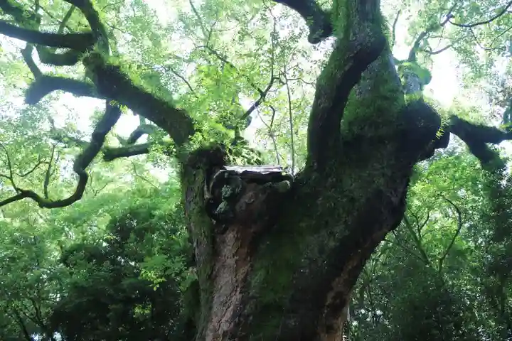 熱田神宮の自然