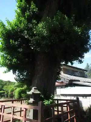 慈光寺(弓田ポックリ不動尊)(茨城県)