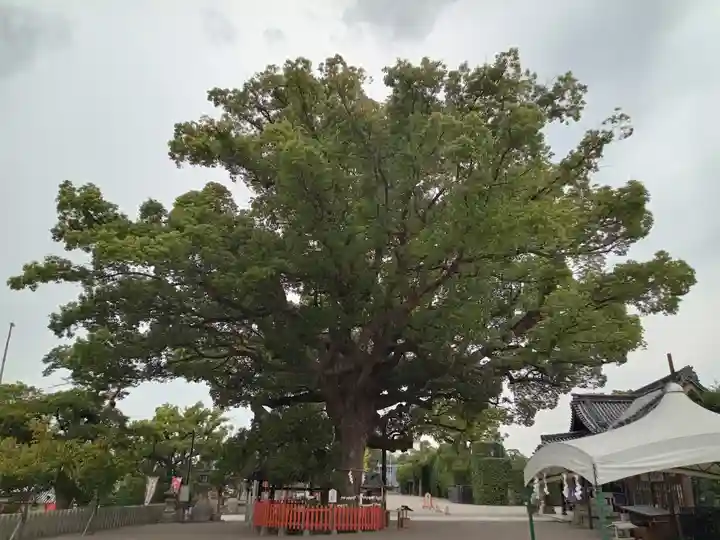 百舌鳥八幡宮(大阪府)