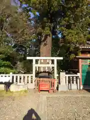 大杉神社の自然