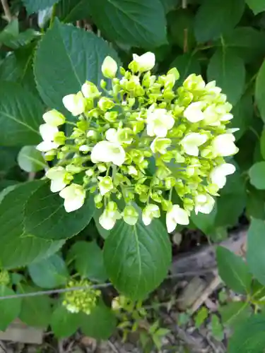 阿智神社の自然