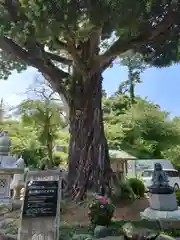 長谷寺(神奈川県)