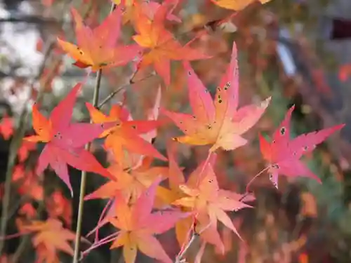 横蔵寺の自然