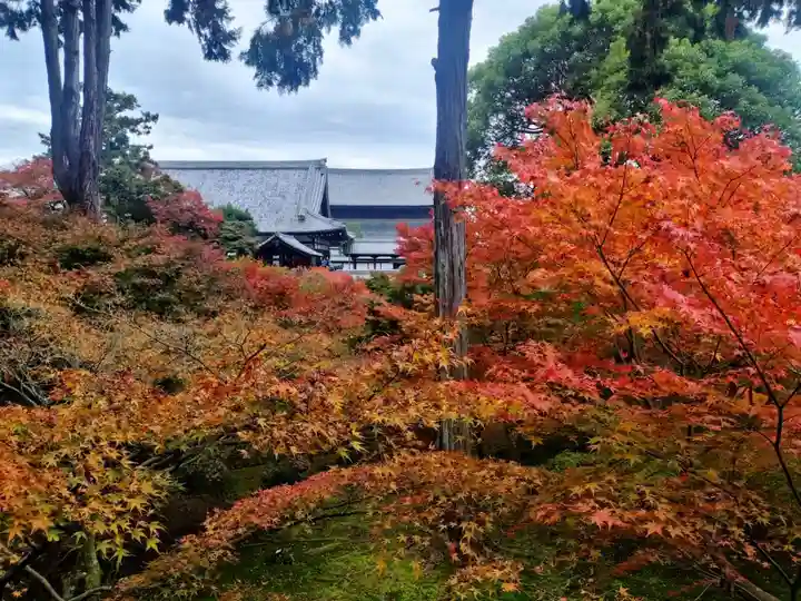 東福禅寺(東福寺)の自然