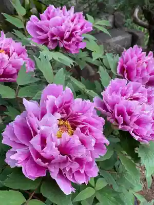東長谷寺　薬王院(東京都)