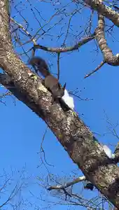 留辺蘂神社の動物(2024年03月08日(金) 18時39分57秒投稿)