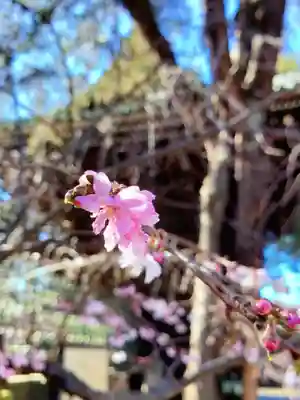 妙法寺(東京都)