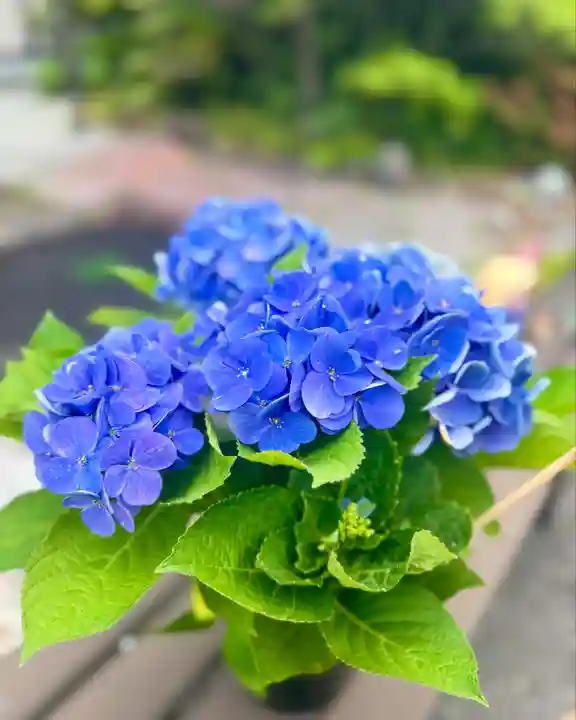 伊達神社(北海道)