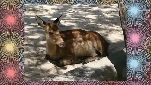 厳島神社(広島県)