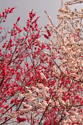 祥雲寺(愛媛県)