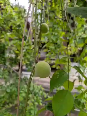 妙法寺(東京都)