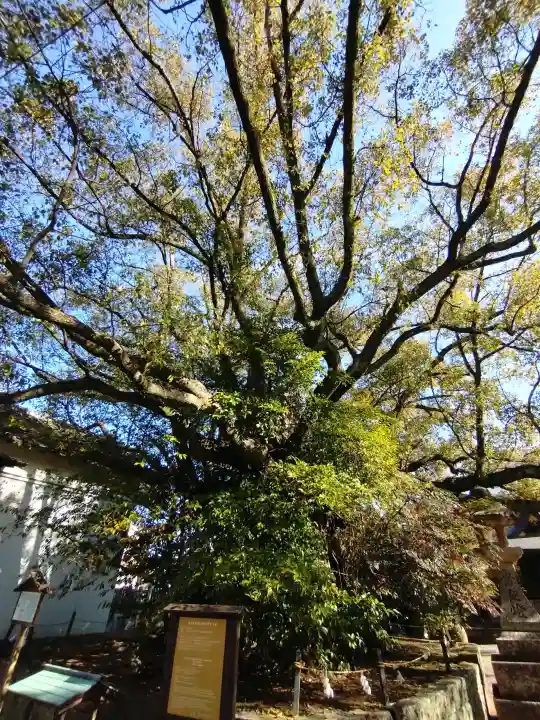 闘鶏神社の{uncategorized: "未分類", other: "その他", undefined: "問題あり", building: "その他建物", grave: "お墓", sacred_gate: "鳥居", guardian: "狛犬", statue: "像", buddha: "仏像", history: "歴史", nature: "自然", garden: "庭園", animal: "動物", pagoda: "塔", temizu: "手水舎", mountain_gate: "山門・神門", sanctuary: "本殿・本堂", subordinate: "末社・摂社", art: "芸術", scenery: "景色", jizo: "地蔵", ema: "絵馬", goshuin: "御朱印", omikuji: "おみくじ", items: "授与品その他", amulet: "お守り", goshuincho: "御朱印帳", eats: "食事", festival: "お祭り", votive_dance: "神楽", shichigosan: "七五三参", wedding: "結婚式", experience: "体験その他", initially: "初詣", around: "周辺", anti_infection: "感染症対策"}