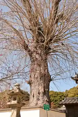 天徳寺(山口県)