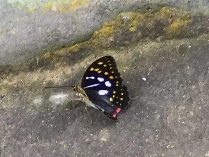 国宝 大法寺の動物