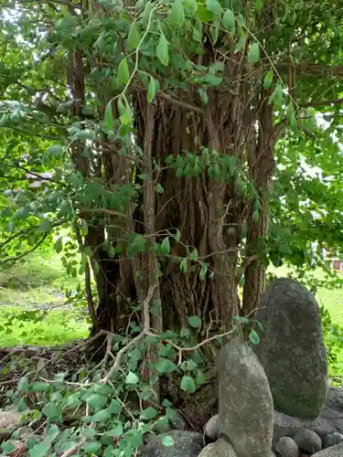 駒嶽神社の自然