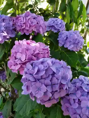 妙法寺(東京都)