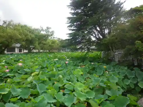 鶴岡八幡宮の自然