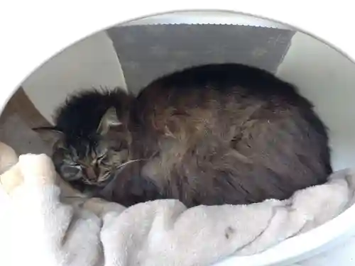 御誕生寺（猫寺）(福井県)