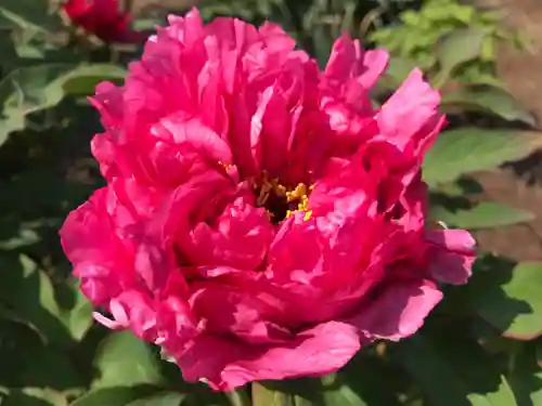 真言宗　善通寺派　薬王寺の自然