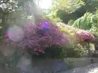 安國論寺(安国論寺)の庭園