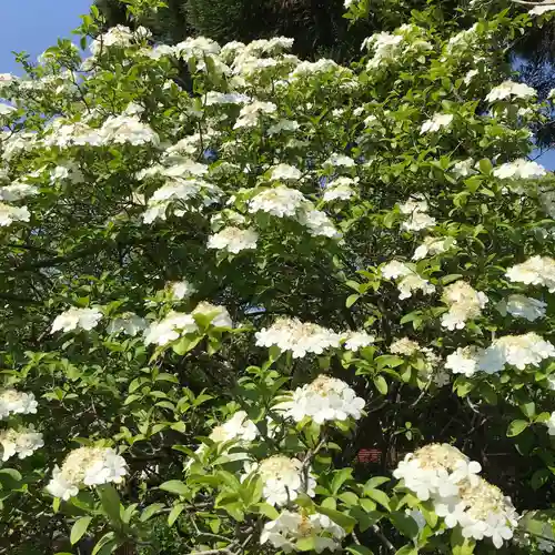 唐招提寺の自然