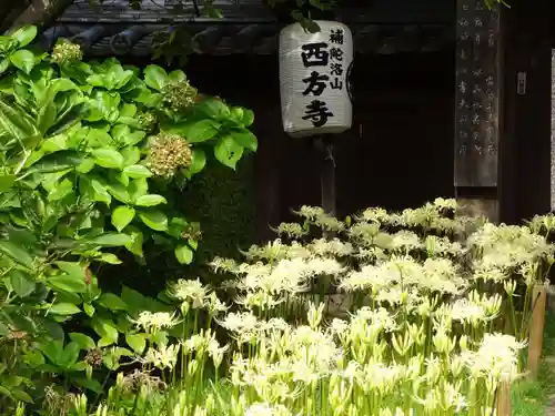 横浜　西方寺の自然