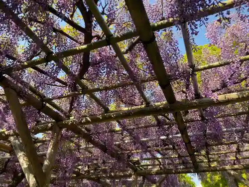 亀戸天神社の自然