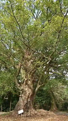 千栗八幡宮の自然