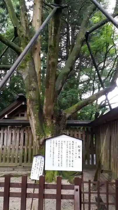 天岩戸神社の自然