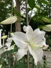 新琴似神社の自然