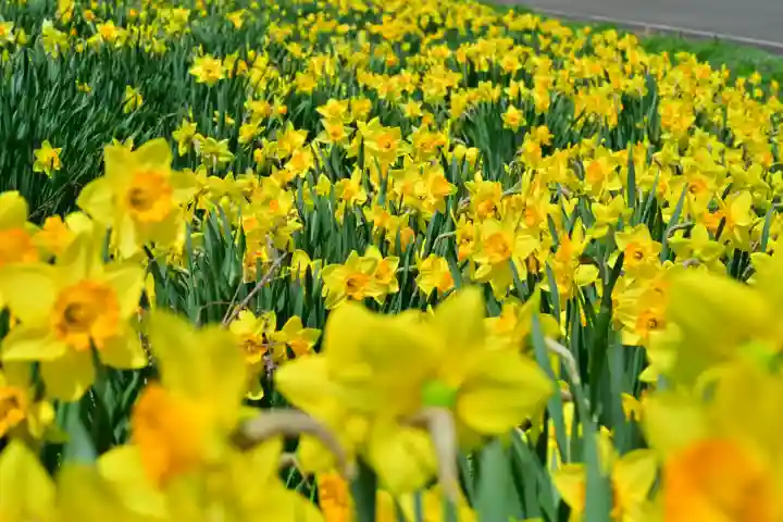 沢山神社(澤山神社)(新潟県)