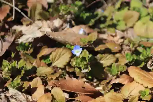 田村神社の自然