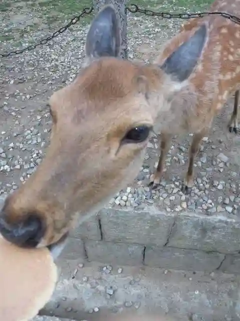 春日大社の動物