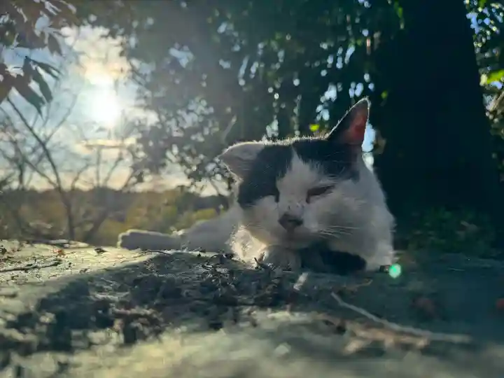 賀茂別雷神社(栃木県)